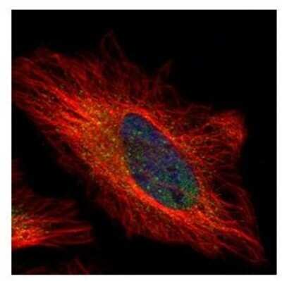 Immunocytochemistry/ Immunofluorescence: PSKH1 Antibody [NBP2-19981]
