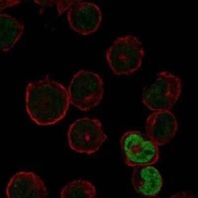 Immunocytochemistry/ Immunofluorescence: PSKH2 Antibody [NBP3-17421]