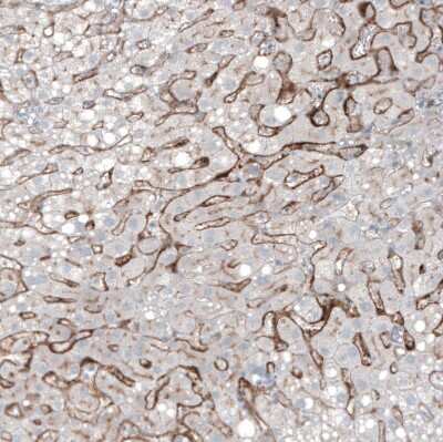 Immunohistochemistry-Paraffin: PSMA/FOLH1/NAALADase I Antibody (CL9091) [NBP2-88925]
