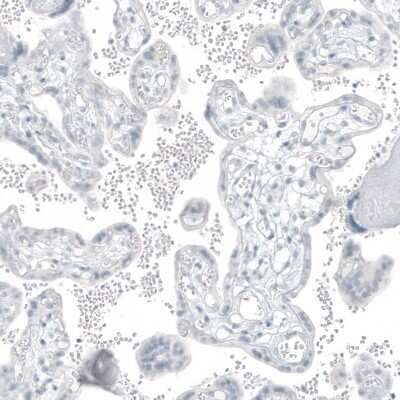 Immunohistochemistry-Paraffin: PSMA/FOLH1/NAALADase I Antibody (CL9091) [NBP2-88925]