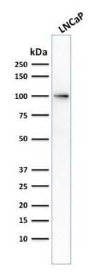 Western Blot: PSMA/FOLH1/NAALADase I Antibody (FOLH1/2354)Azide and BSA Free [NBP3-08385]