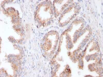 Immunohistochemistry-Paraffin: PSMA/FOLH1/NAALADase I Antibody (FOLH1/3149R) [NBP3-07590]