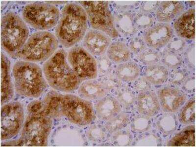 Immunohistochemistry-Paraffin: PSMA/FOLH1/NAALADase I Antibody (GCP-04) - BSA Free [NBP1-45057]