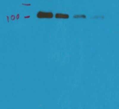 Western Blot: PSMA/FOLH1/NAALADase I Antibody (GCP-04)BSA Free [NBP1-45057]