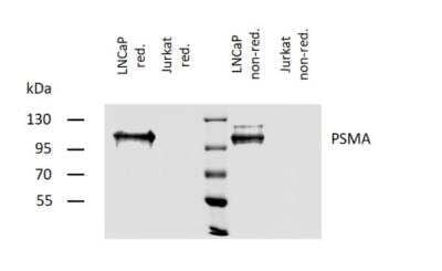 Western Blot: PSMA/FOLH1/NAALADase I Antibody (GCP-04)BSA Free [NBP1-45057]