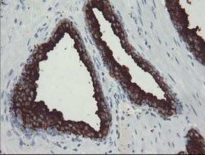 Immunohistochemistry-Paraffin: PSMA/FOLH1/NAALADase I Antibody (OTI3H5) [NBP2-02045]