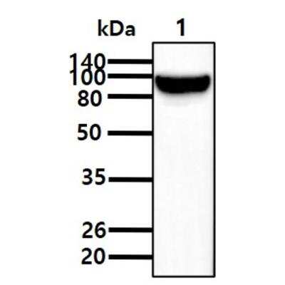 Western Blot: PSMA/FOLH1/NAALADase I Antibody (k1H7)BSA Free [NBP1-04338]