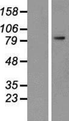 Western Blot: PSMA/FOLH1/NAALADase I Overexpression Lysate [NBP2-10595]