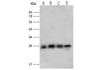 Western Blot: PSMA2 Antibody [NBP2-99609]