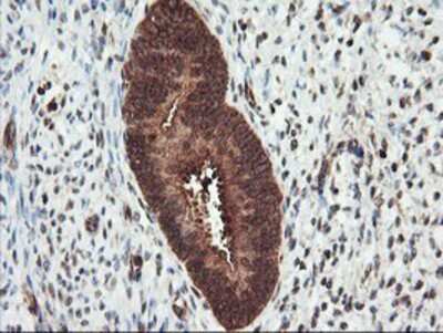 Immunohistochemistry-Paraffin: PSMA4 Antibody (OTI4B8) [NBP2-01608]