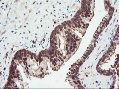 Immunohistochemistry-Paraffin: PSMA4 Antibody (OTI4B8) [NBP2-01608]