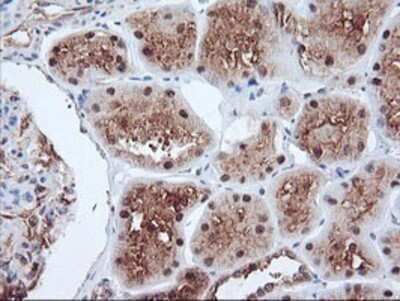 Immunohistochemistry: PSMA4 Antibody (OTI4B8) - Azide and BSA Free [NBP2-73690]