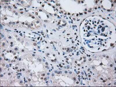 Immunohistochemistry-Paraffin: PSMA7 Antibody (OTI3F11) [NBP2-02120]