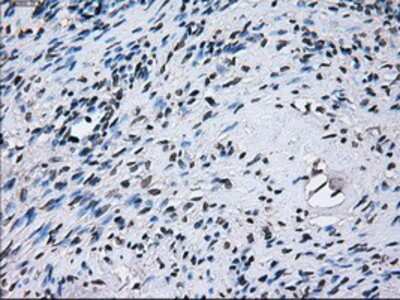 Immunohistochemistry-Paraffin: PSMA7 Antibody (OTI3F11) [NBP2-02120]