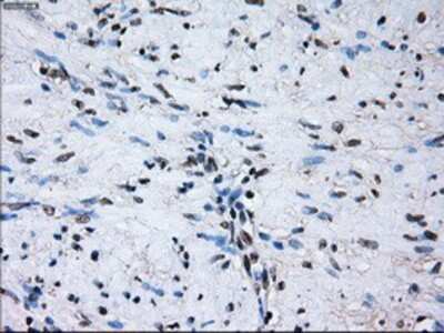 Immunohistochemistry-Paraffin: PSMA7 Antibody (OTI3F11) [NBP2-02120]
