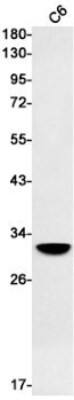 Western Blot: PSMB10/MECL1 Antibody (S06-6C5) [NBP3-19751]