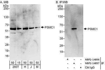 Western Blot: PSMC1 Antibody [NBP2-14856]