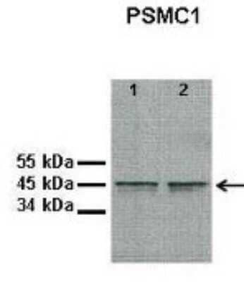 Western Blot: PSMC1 Antibody [NBP1-91476]