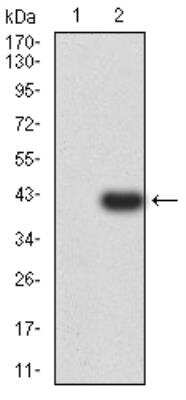 Western Blot: PSMC3 Antibody (1G10C9)BSA Free [NBP2-61803]