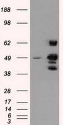 Western Blot: PSMC3 Antibody (OTI9F3)Azide and BSA Free [NBP2-73696]