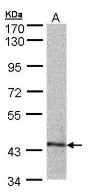 Western Blot: PSMC6 Antibody [NBP1-32403]