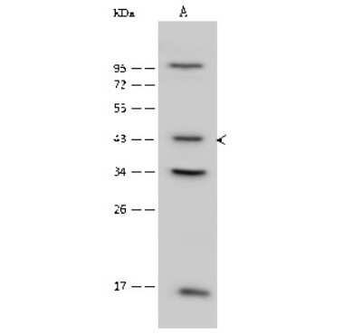 Western Blot: PSMC6 Antibody [NBP2-99613]