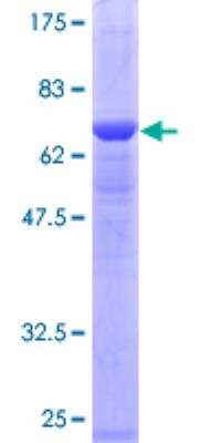 SDS-PAGE: Recombinant Human PSMC6 GST (N-Term) Protein [H00005706-P01]