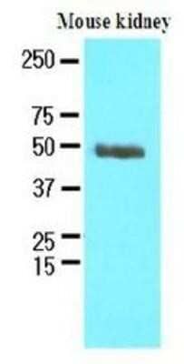 Western Blot: PSMD11 Antibody (1F4)BSA Free [NBP1-30252]