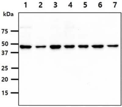 Western Blot: PSMD11 Antibody (2C7)BSA Free [NBP2-59484]