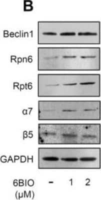 Western Blot: PSMD11 Antibody [NBP1-46191]