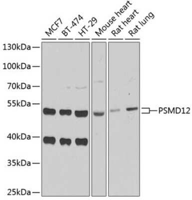 Western Blot: PSMD12 AntibodyBSA Free [NBP2-94102]