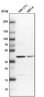 Western Blot: PSMD13 Antibody [NBP1-80961]