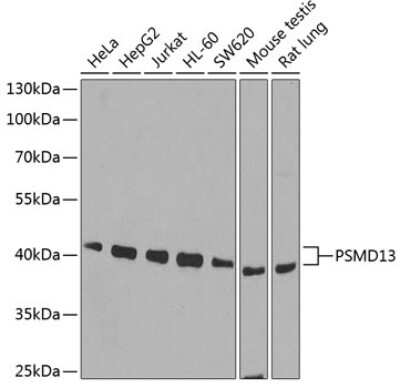 Western Blot: PSMD13 AntibodyBSA Free [NBP2-95231]