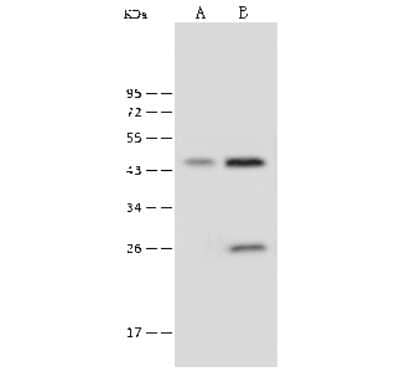 Western Blot: PSMD13 Antibody [NBP2-99614]