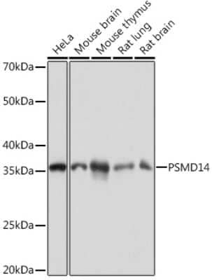 Western Blot: PSMD14 Antibody (5V0H3) [NBP3-16837]