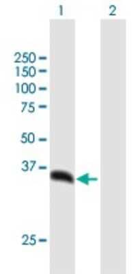 Western Blot: PSMD14 Antibody [H00010213-B02P]