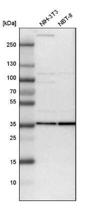 Western Blot: PSMD14 Antibody [NBP1-80956]