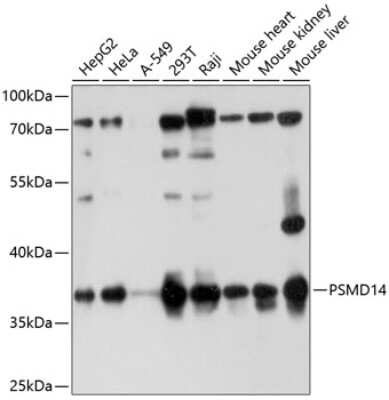 Western Blot: PSMD14 AntibodyAzide and BSA Free [NBP2-94276]