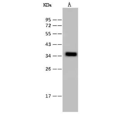 Western Blot: PSMD14 Antibody [NBP2-99615]