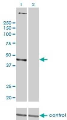 Western Blot: PSMD6 Antibody (1C1) [H00009861-M01]