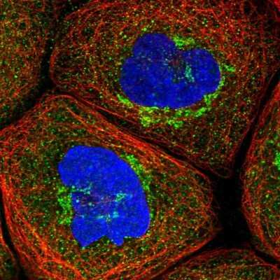 Immunocytochemistry/ Immunofluorescence: PSMD6 Antibody [NBP1-81545]