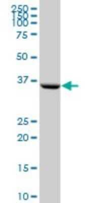 Western Blot: PSMD6 Antibody [H00009861-B01P]