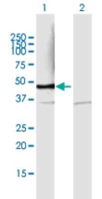 Western Blot: PSMD6 Antibody [H00009861-B01P]