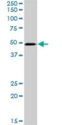 Western Blot: PSMD6 Antibody [H00009861-D01P]