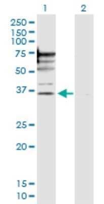 Western Blot: PSMD6 Antibody [H00009861-D01P]