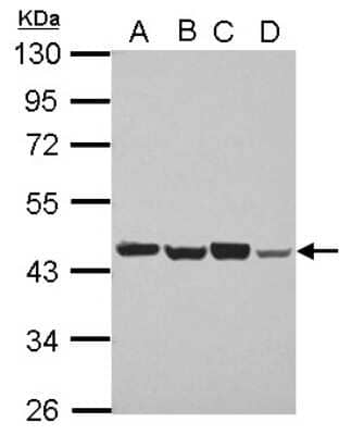 Western Blot: PSMD6 Antibody [NBP2-19987]