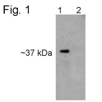 Western Blot: PSMD7 Antibody [NB120-11436]