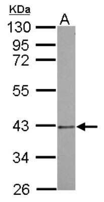 Western Blot: PSMD7 Antibody [NBP2-19988]