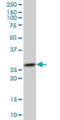 Western Blot: PSMD8 Antibody [H00005714-B02P]