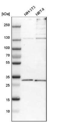 Western Blot: PSMD8 Antibody [NBP1-83254]